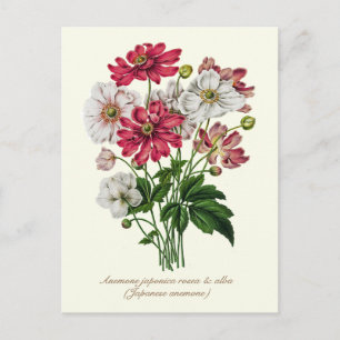 Elegante vintage botanische Japanse anemoon Briefkaart