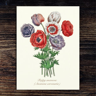 Elegante Vintage Botanische Klaproos Anemoon Briefkaart