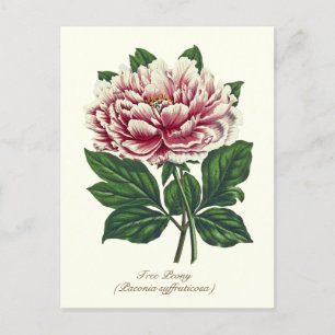 Elegante Vintage Botanische Roze Pioen Bloem Briefkaart