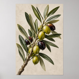 Elegante vintage olijftak botanische wandkunst – poster