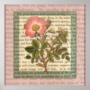 Elegante vintage roze roos antieke collage poster