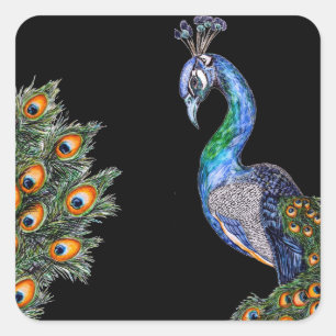 Elegante Waterverf Pauw Vierkante Sticker