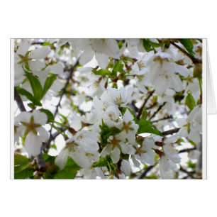 Elegante witte bloesem witte bloeiende boom