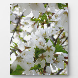 Elegante witte bloesems witte bloemen witte bloeme fotoplaat