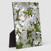 Elegante witte bloesems witte bloemen witte bloeme fotoplaat (Zijkant)