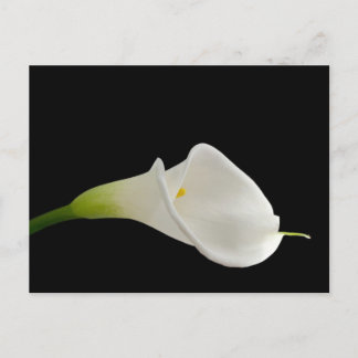 Elegante witte calla lelie briefkaart