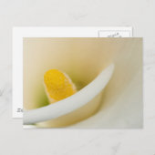 Elegante witte calla lelie briefkaart (Voorkant / Achterkant)