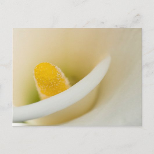 Elegante witte calla lelie briefkaart (Voorkant)