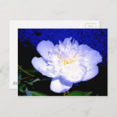 Elegante witte paarse pioen briefkaart (Voorkant / Achterkant)