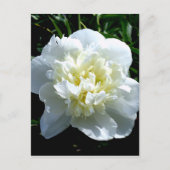 Elegante witte pioen bloemenwitte bloem foto briefkaart (Voorkant)