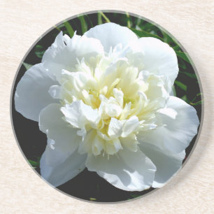 Elegante witte pioen bloemige witte bloem foto zandsteen onderzetter