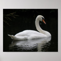 Elegante Witte Zwaan Poster