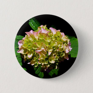 Elegante zacht groene roze groene bloemenhortensia ronde button 5,7 cm