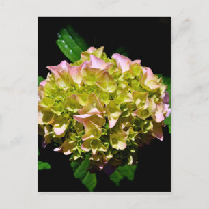 Elegante zachte groene roze bloemhortensia's briefkaart