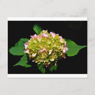 Elegante zachte groene roze bloemhortensia's briefkaart