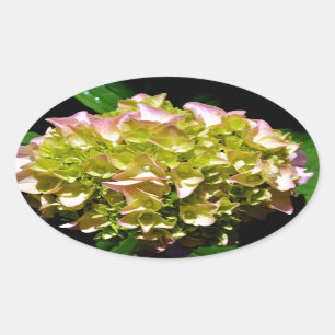Elegante zachte groene roze bloemhortensia's ovale sticker
