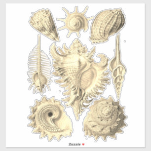 Elegante zeeschelp  illustratie sticker
