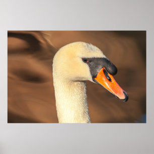 Elegante Zwanenkopportret Poster