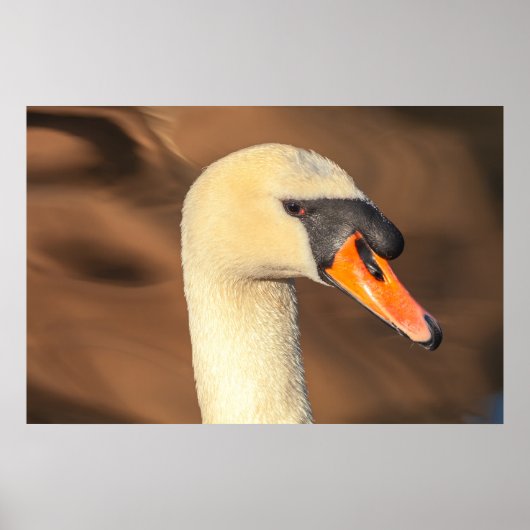 Elegante Zwanenkopportret Poster (Voorkant)