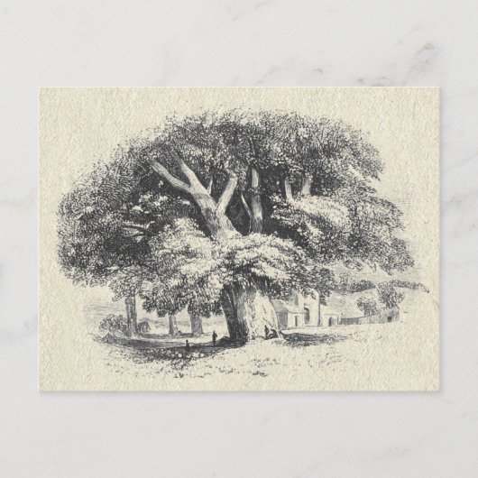Elegante  Zwart Wit Grote Sycamore Boom Briefkaart (Voorkant)
