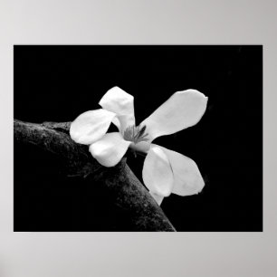 Elegante Zwarte en Witte Magnolia Poster