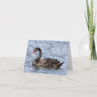Elegante zwarte zwaan zwemt op rimpelend blauw wat bedankkaart