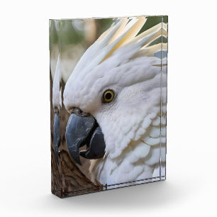 Elegantie in het wit: de majestueuze Aussie Cockat Fotoblokken