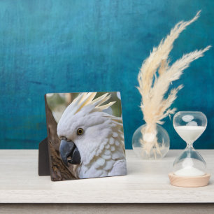Elegantie in het wit: de majestueuze Aussie Cockat Fotoplaat