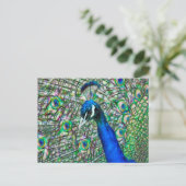 Elektrificeerde Peacock Head Briefkaart (Staand voorkant)
