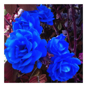 Elektrisch blauwe Rozen Foto Afdruk