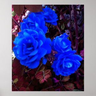 Elektrisch blauwe Rozen Poster