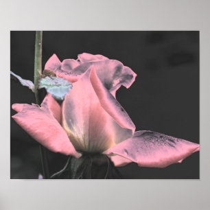 Elektrisch Roze Roosknop Abstracte Bloem Kunst Poster