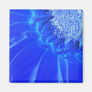 elektrische blauwe gerbera magneet