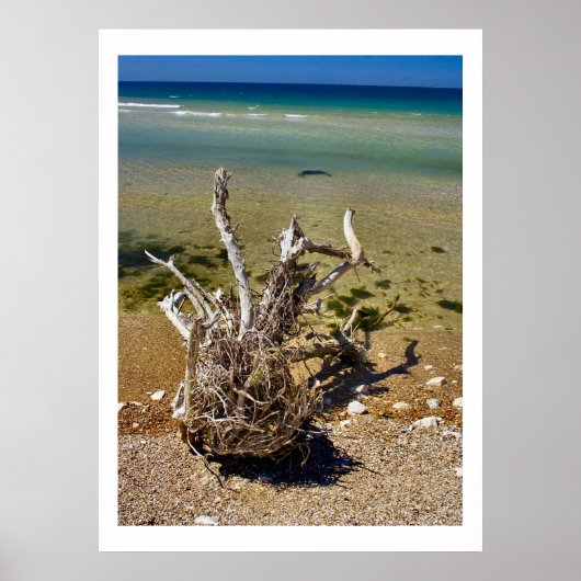 Elementen van de natuur - Driftwood Beach Poster (Voorkant)