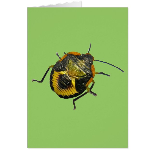 Éléments de coordination de la nymphe puissante ve (Devant)