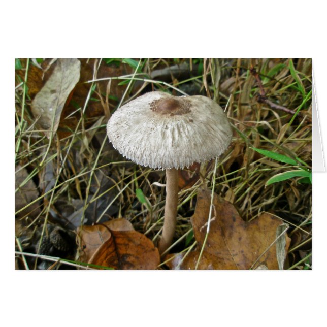 Éléments de coordination du champignon de parasol  (Devant horizontal)