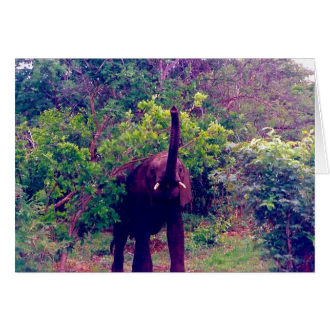 éléphant (Devant horizontal)