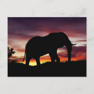 Elephant Africa Safari Sunset Scenery Briefkaart