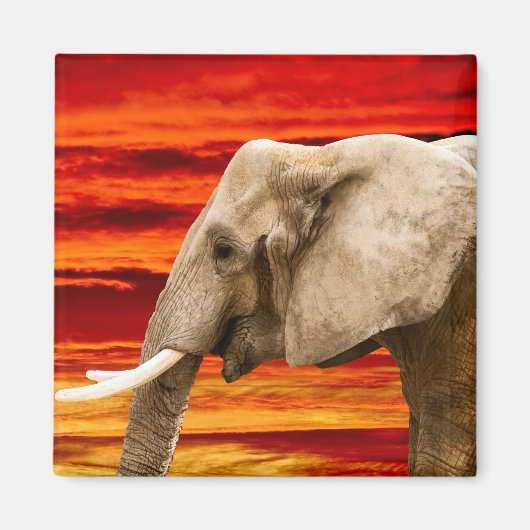 Eléphant africain - Aimant frigorifique (Devant)