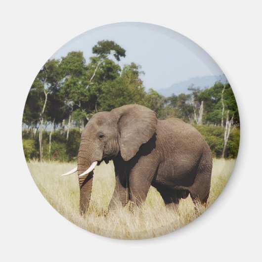 Elephant africain dans le Masaï Mara, aimant Kenya (Devant)