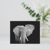 Éléphant africain sur le noir - carte postale (Debout devant)