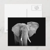 Éléphant africain sur le noir - carte postale (Devant / Derrière)