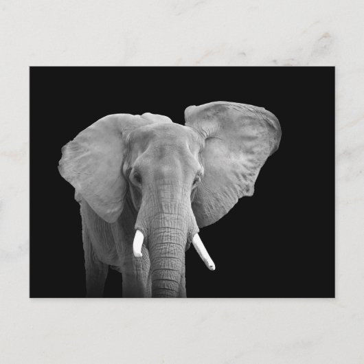 Éléphant africain sur le noir - carte postale (Devant)