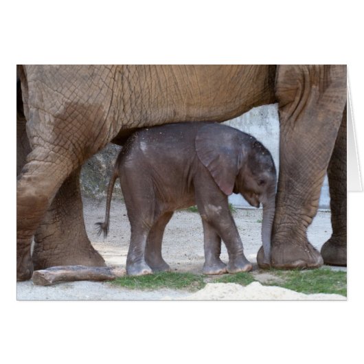 Eléphant bébé (Devant horizontal)