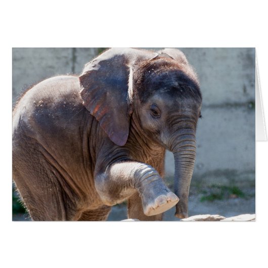 Eléphant bébé (Devant horizontal)
