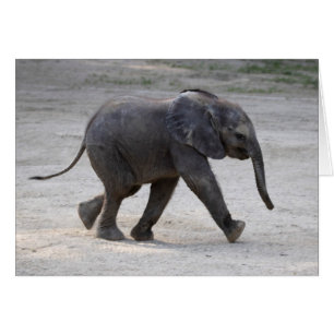 Eléphant bébé doux Kibali
