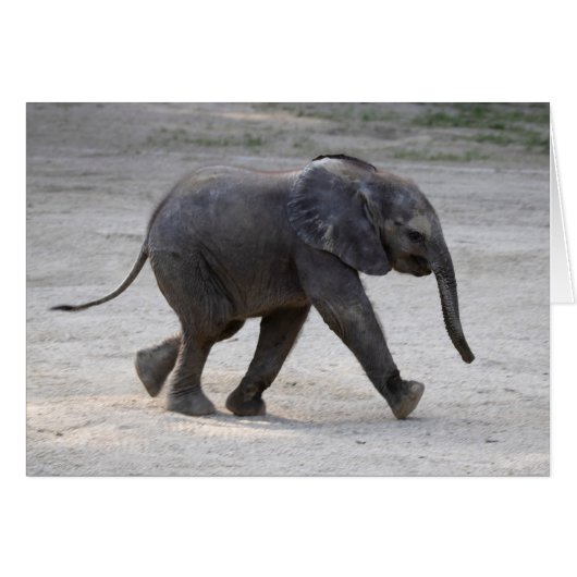 Eléphant bébé doux Kibali (Devant horizontal)
