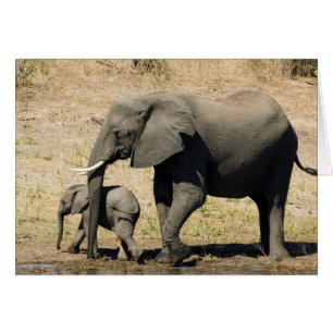 Eléphant bébé et mère