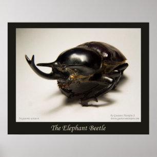 Elephant Beetle Poster