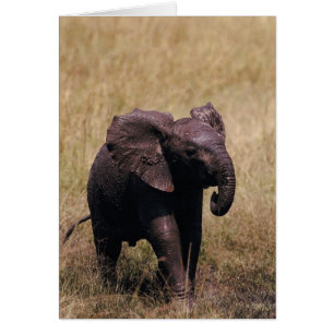 Éléphant boueux de bébé